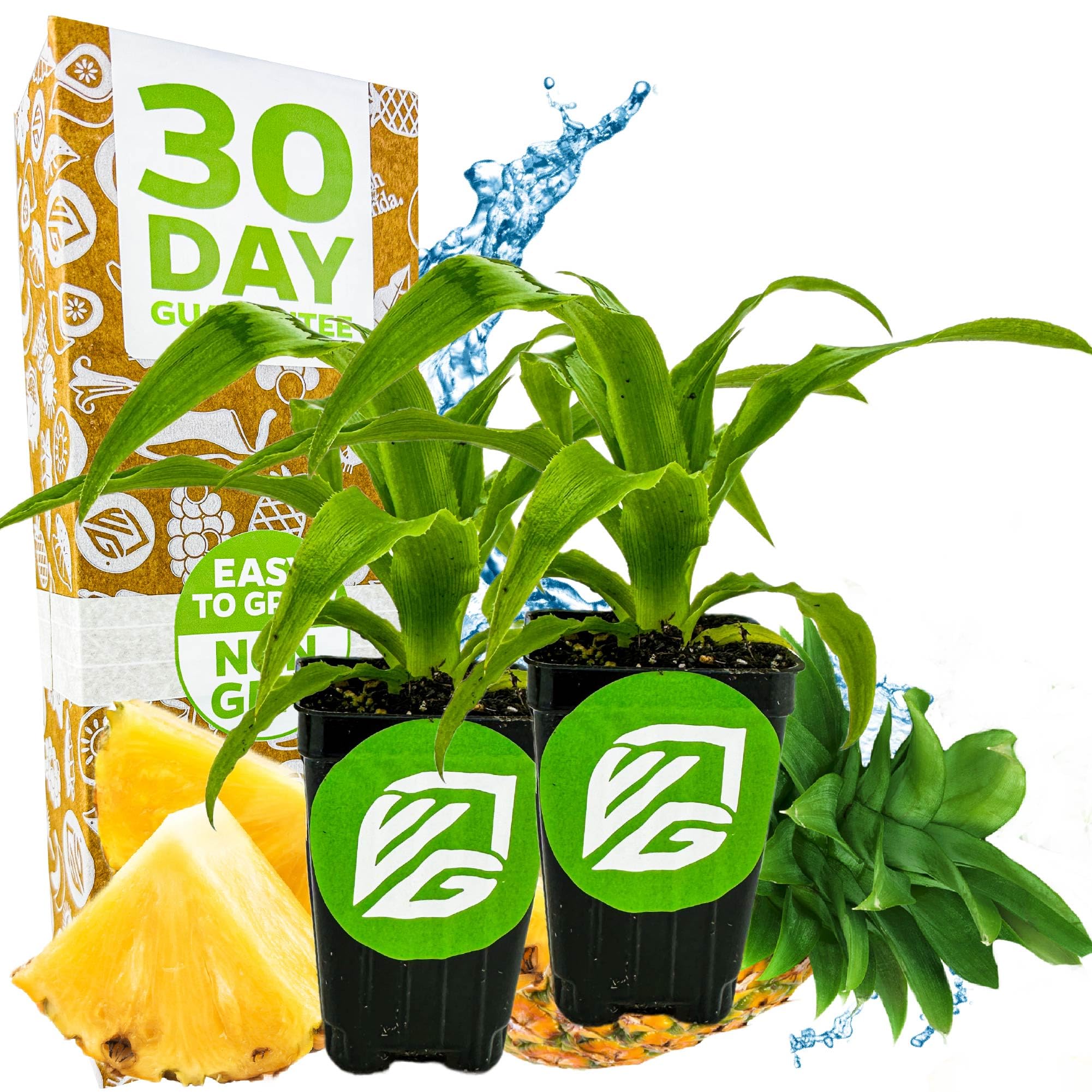 Elite Gold Pineapple Plant 2-Pack