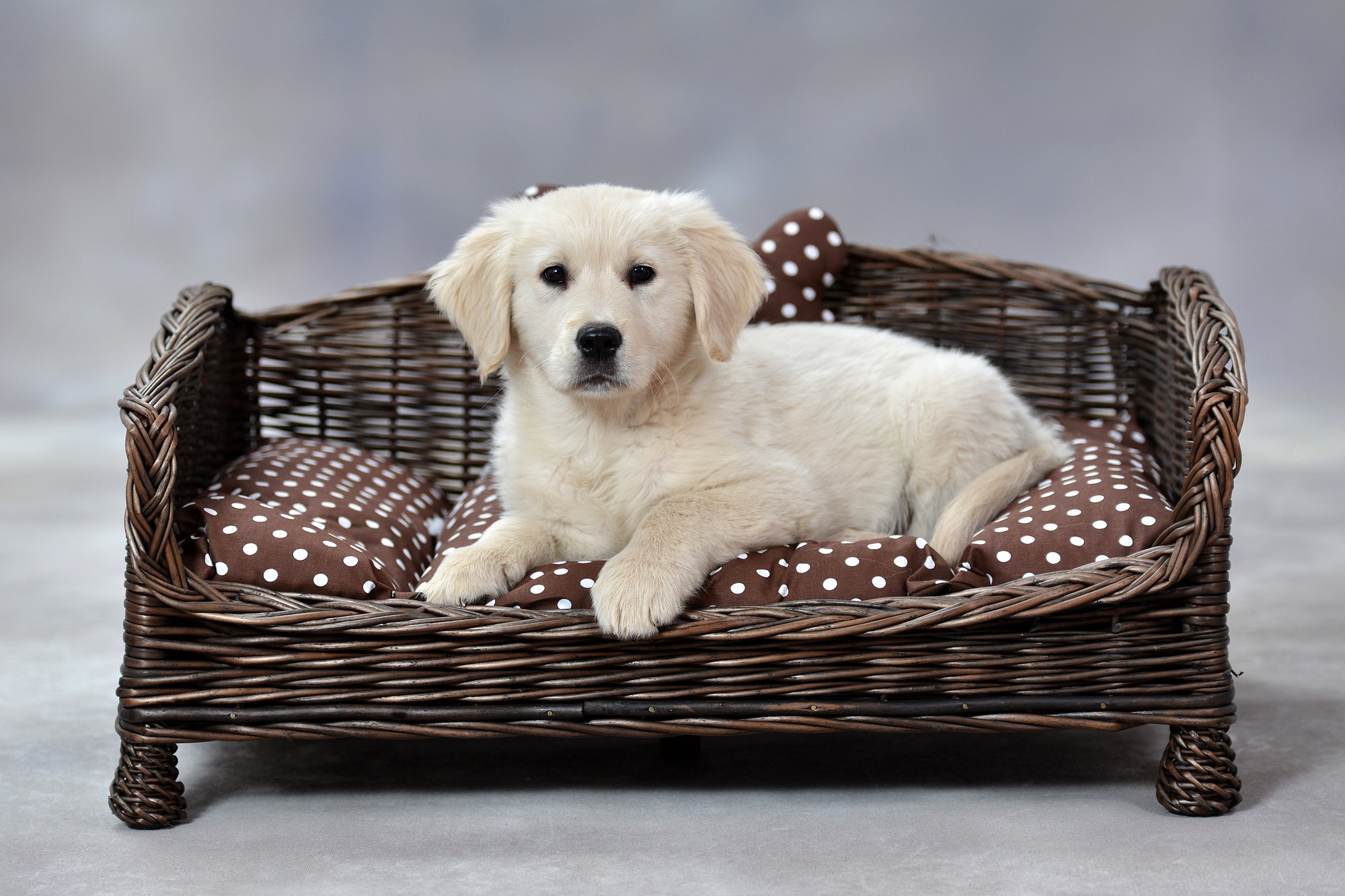 Canape,Corbeille,Niche, Maison, Panier rectangulaire en osiers avec Joli Coussin (84 x 62 H:16/42, Brun_1)