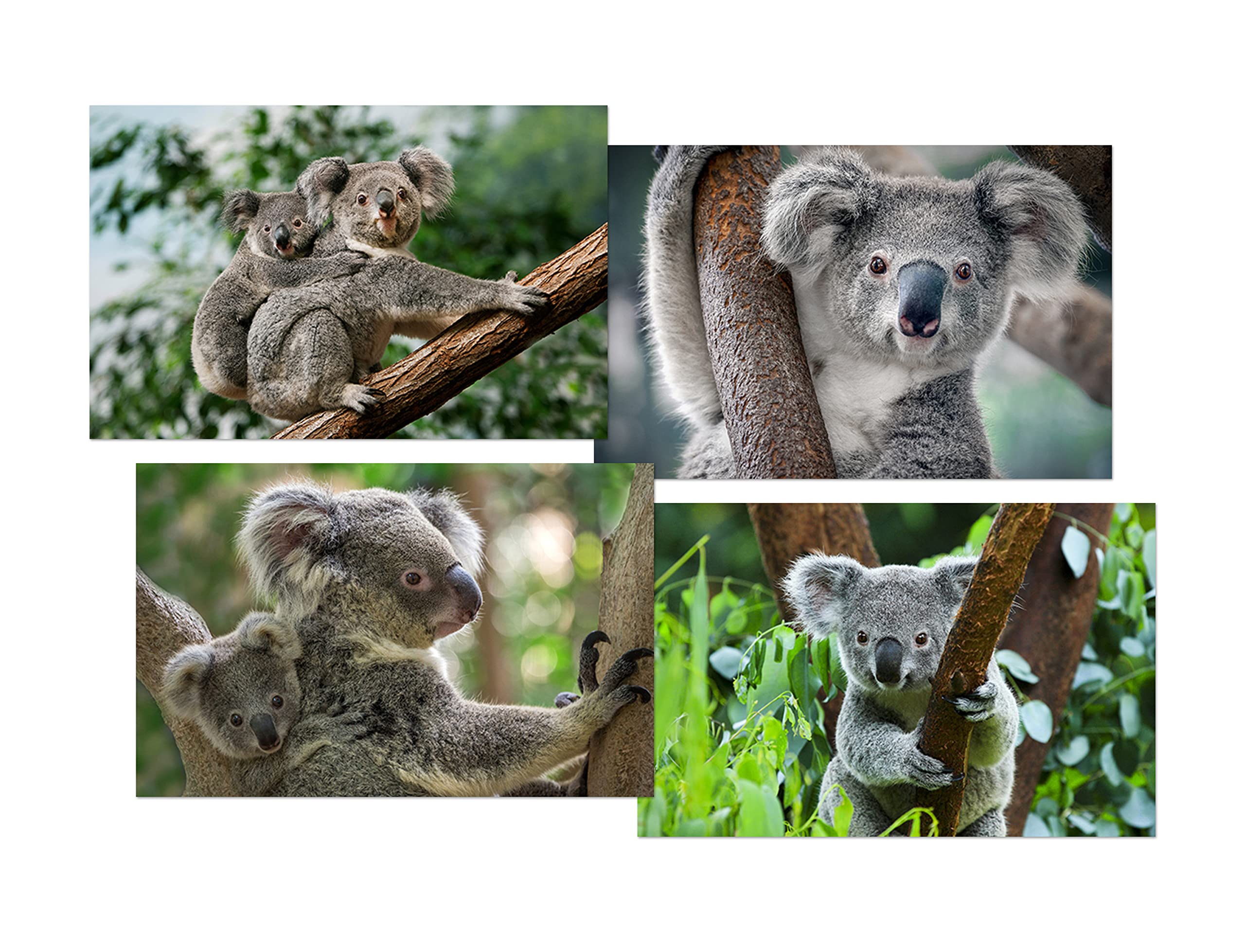 DV DESIGN Set of 4 Koala Bear White Ballpoint Pens - Image 2