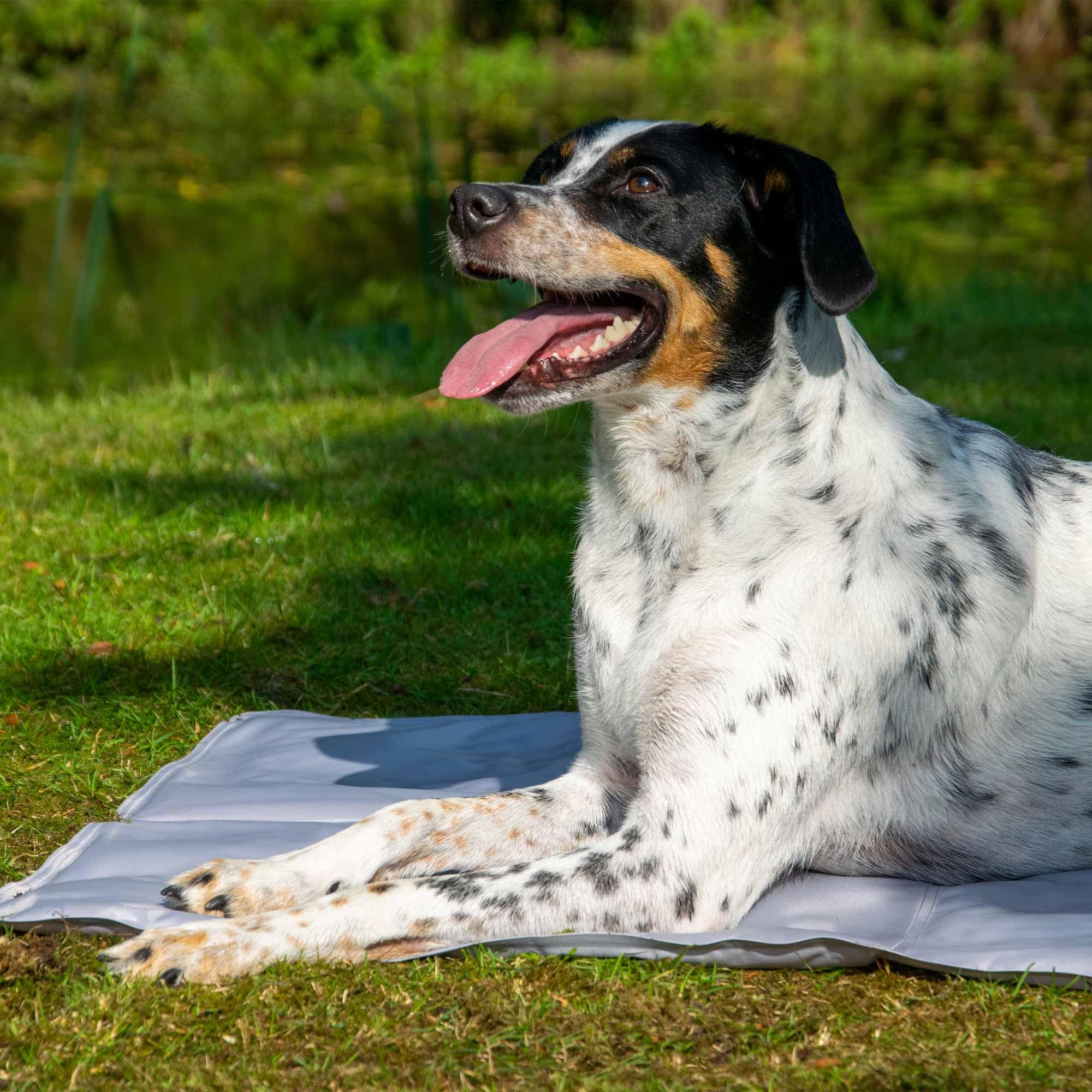 dobar® 60422 Tappetino rinfrescante per Cani – Tappetino refrigerante per Cani e Gatti – Tappetino autolaffreddante per Animali Domestici – Coperta per Cani con Imbottitura in Gel Freddo – Coperta