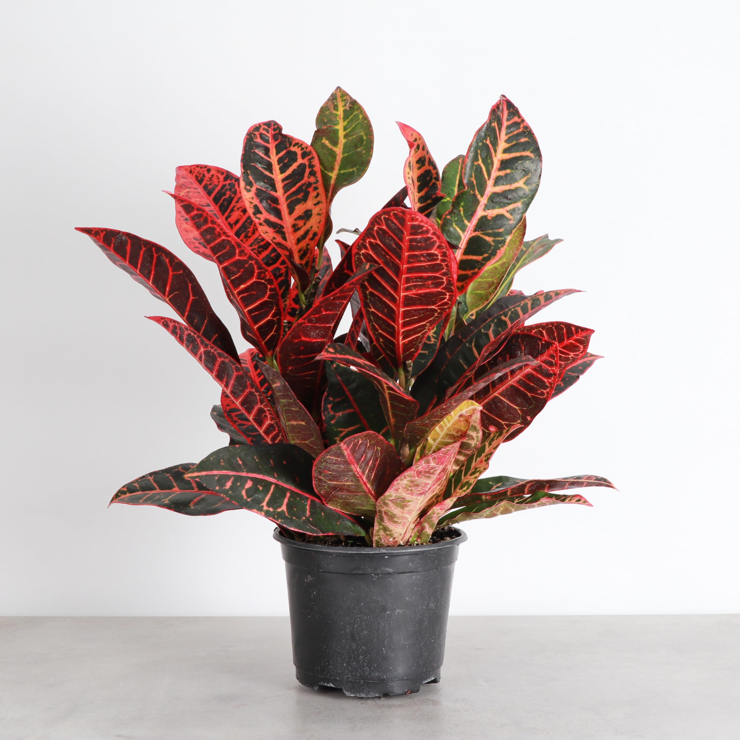Amazon.com : Thorsen's Greenhouse Live Petra Croton Plant, Codiaeum  Variegatum, Colorful Foliage, Live Indoor Houselant (Nursery Pot, 6-inch  Pot) : Patio, Lawn & Garden