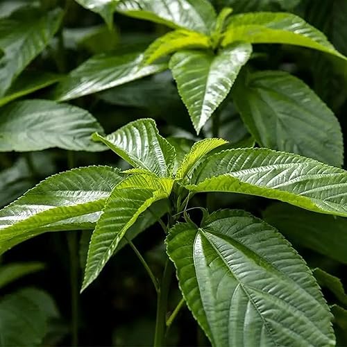 KVITER 3000 semillas de espinaca egipcia Molokhia (Corchorus Olitorius) - también conocidas como semillas de hojas de yute, Ewedu, día de Rau,