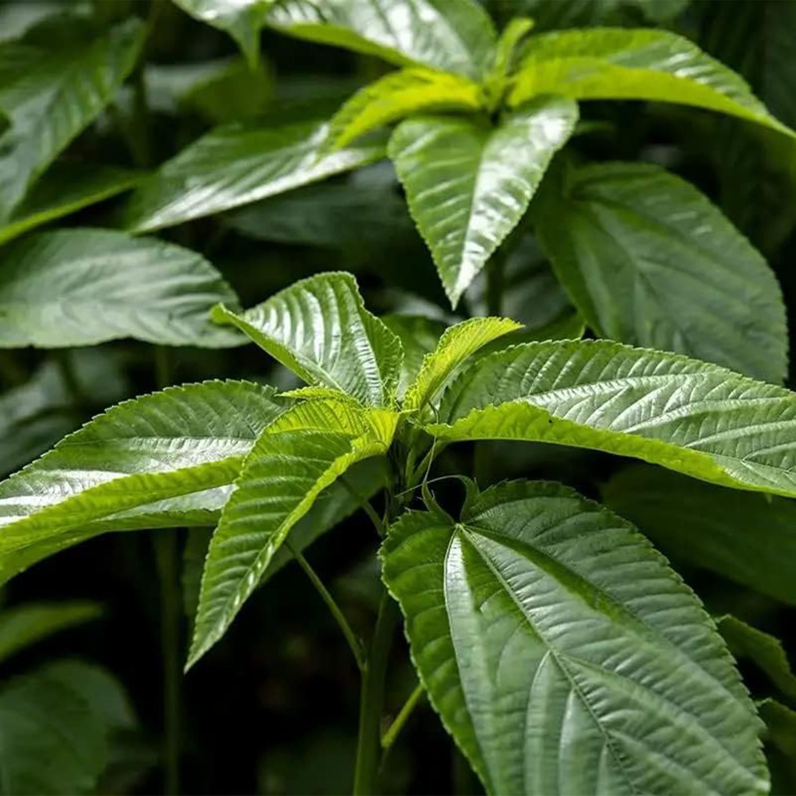 KVITER 3000 Molokhia Egyptian Spinach Seeds (Corchorus Olitorius) - a.k.a Jute Leaves Seeds, Ewedu, Rau Day, Saluyot Vegetable Seed – Ideal Heirloom Vegetable Seeds for Planting Outdoors & Indoors