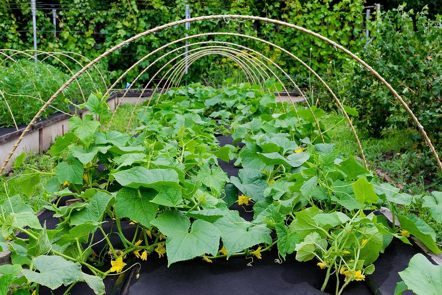 Unkrautvlies 50m² Gartenvlies 150g/m² Mulchvlies Bodengewebe Unkrautschutzvlies für Gartenbeete, Gemüsebeete und Wege, wasserdurchlässiges Unkrautvlies aus Polyester, UV-stabil und langlebig