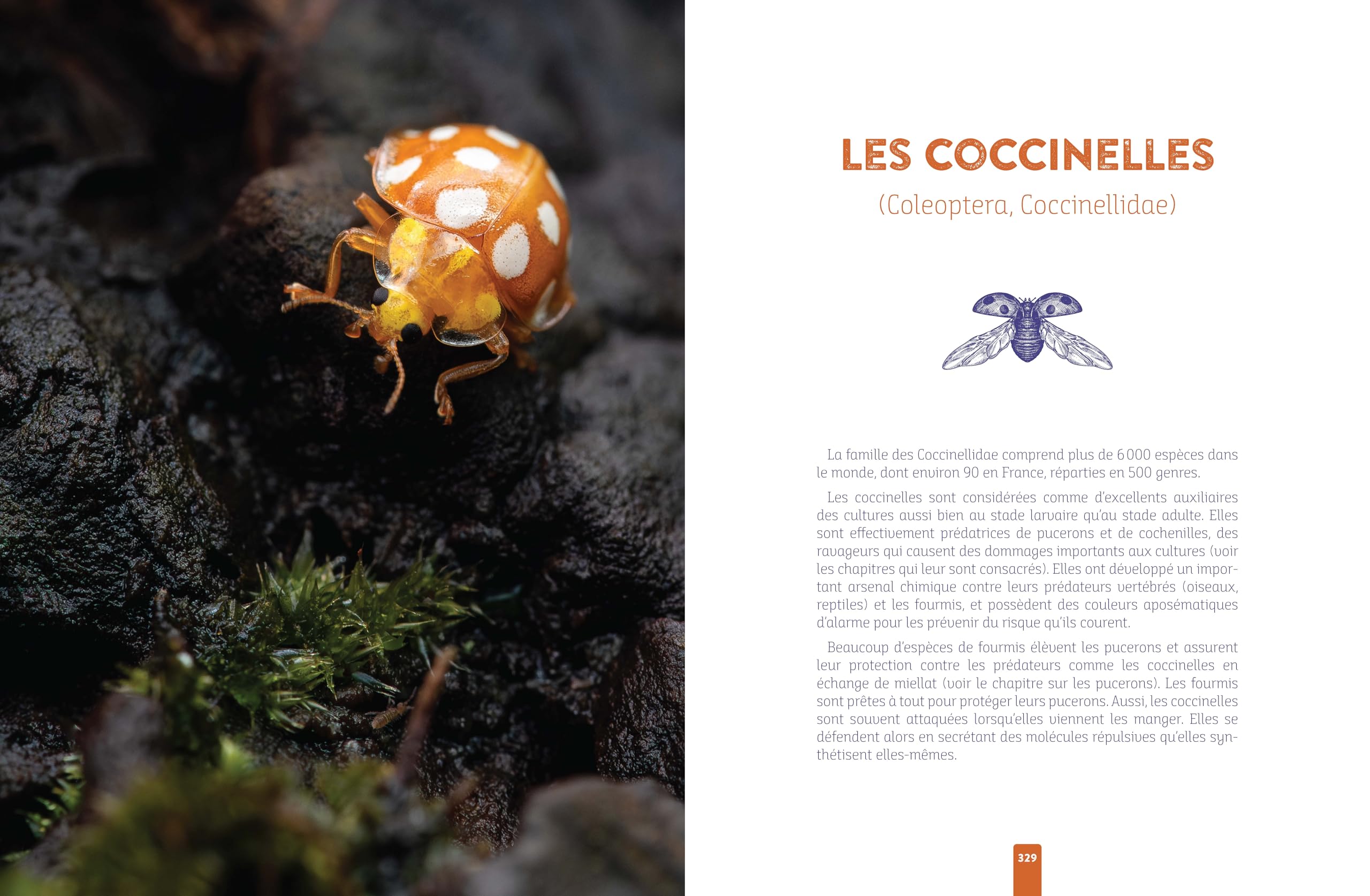 L'insecte médicinal