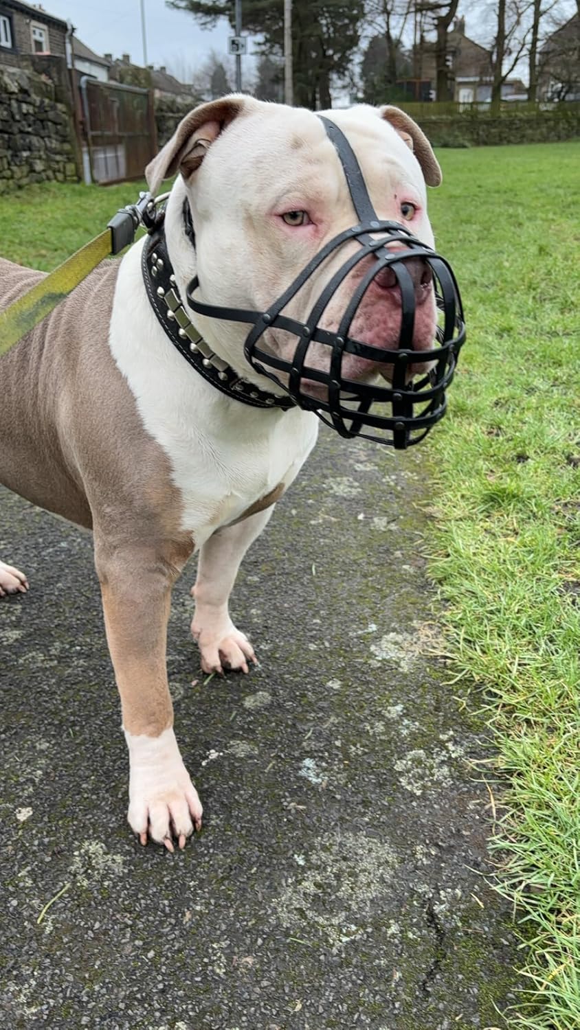 Biothane Dog Muzzle for XL American Bully, XL Bully and Other Dogs with Short snouts, Training & Behaviour. Strong, Waterproof Design. Handmade, Durable