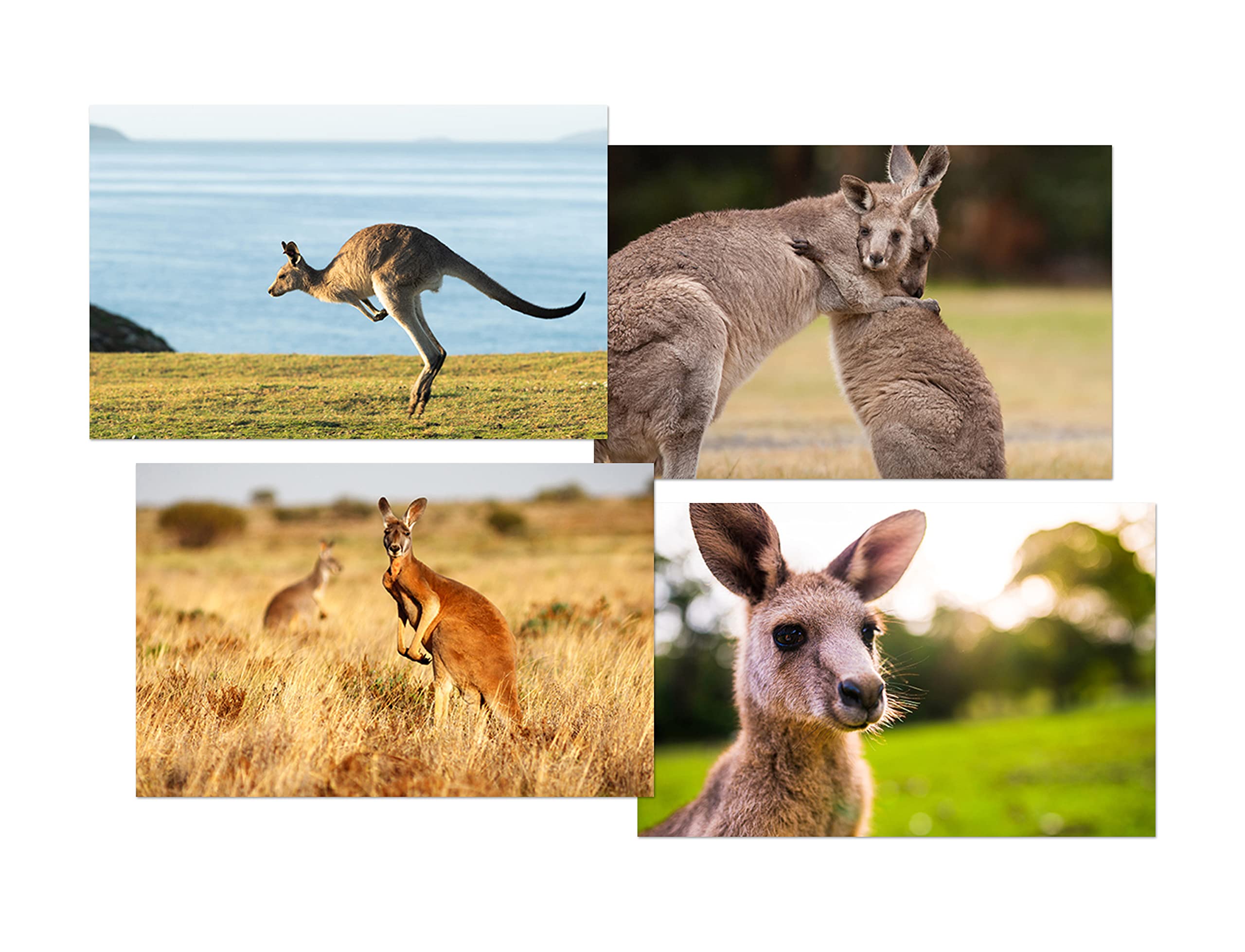 DV DESIGN Set of 4 Kangaroo White Ballpoint Pens - Image 2