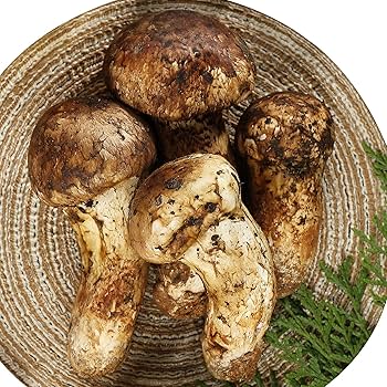 中国産 松茸 約2kg まつたけ マツタケ。 Amazon.co.jp: まつたけ 松茸 マツタケ 中国産松茸 約200g 市場