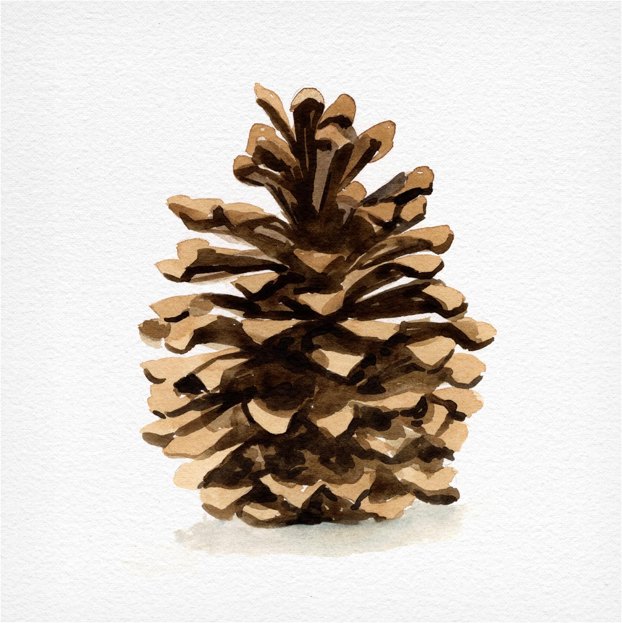 Trademark Fine Art 'Conifer Cone I' Canvas Art by Emma Caroline 14x14