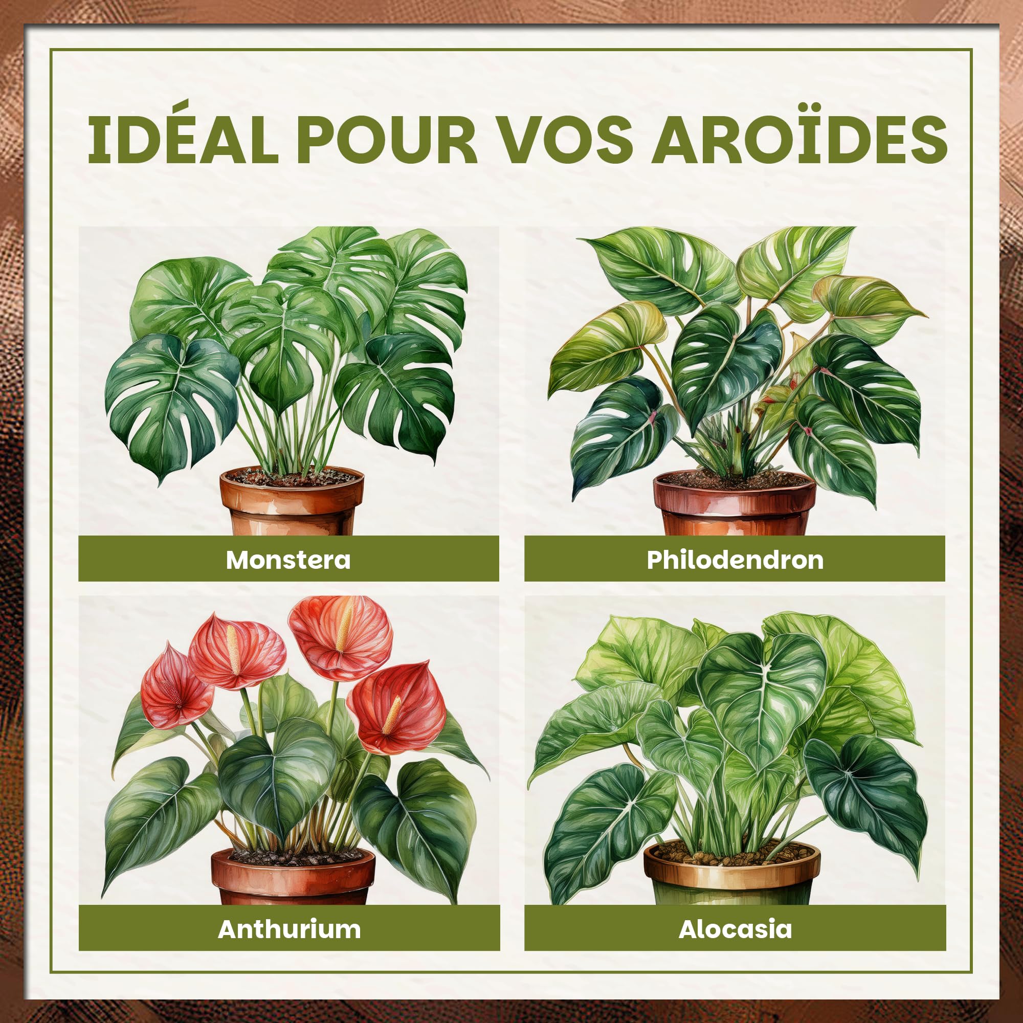 Green Home Terreau Aroides 72L – Substrat pour Monstera, Philodendron & Plantes Tropicales – avec Perlite pour Un Drainage Optimal – pour bonsaïs, Palmiers & orchidées