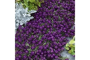 Outsidepride 5000 Seeds Annual Alyssum Violet Purple Oriental Nights Groundcover & Flower Seed