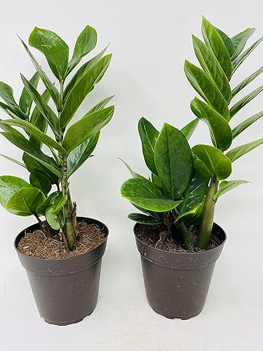 Planta Two Zz - Zamioculcas Zamiifolia - Maceta de 4 pulgadas solo desde Jm Bamboo
