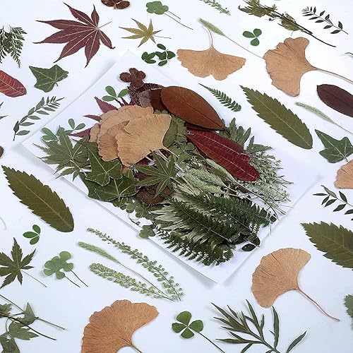 100 piezas de hojas verdes prensadas secas reales, herbario de plantas naturales para bricolaje, moldes de resina, fabricación de joyas y