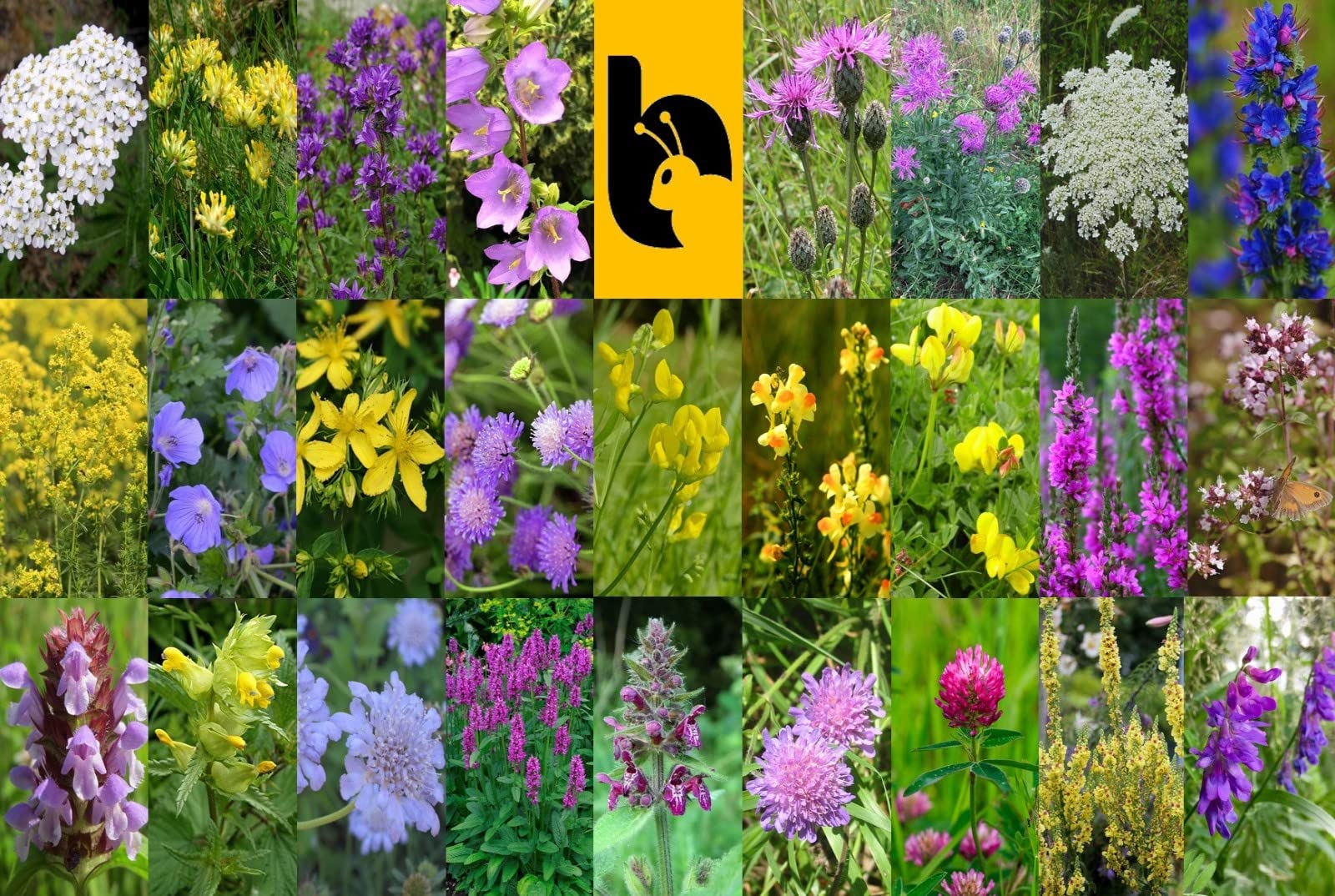 Native Wildflower Bee and Butterfly Seed Bombs 26 Native Wildflower