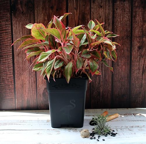 Miniatura 4 de Macetas cuadradas de plástico de 2 galones para plantas de interior y exterior, paquete de 10 con agujeros de drenaje, color negro