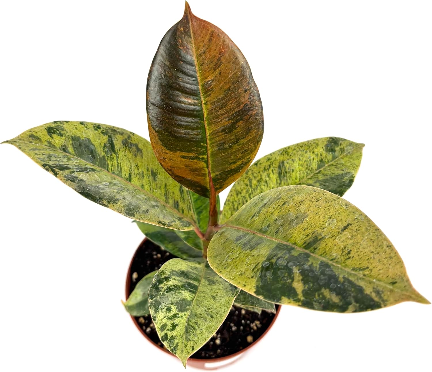 Ficus Shivereana Moonshine Live Potted House Plant, Air Purifying, Green, Orange, Yellow Color, 4 Inch Pot, Indoor