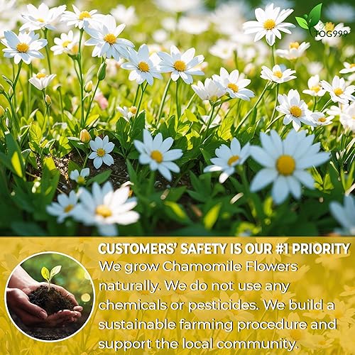 Miniatura 5 de 120 bolsas de té de flores de manzanilla natural, de té de hierbas de flores de manzanilla natural. Sin azúcar, sin cafeína, sin gluten, vegano.