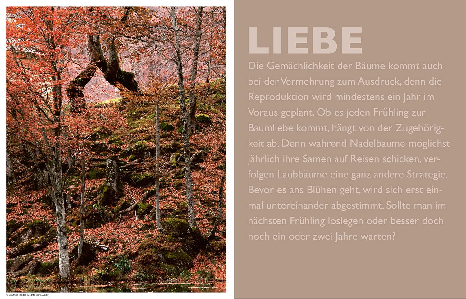 Das geheime Leben der Bäume: Was sie fühlen, wie sie kommunizieren. Der Bildband. Mit dem vollständigen Text der Originalausgabe