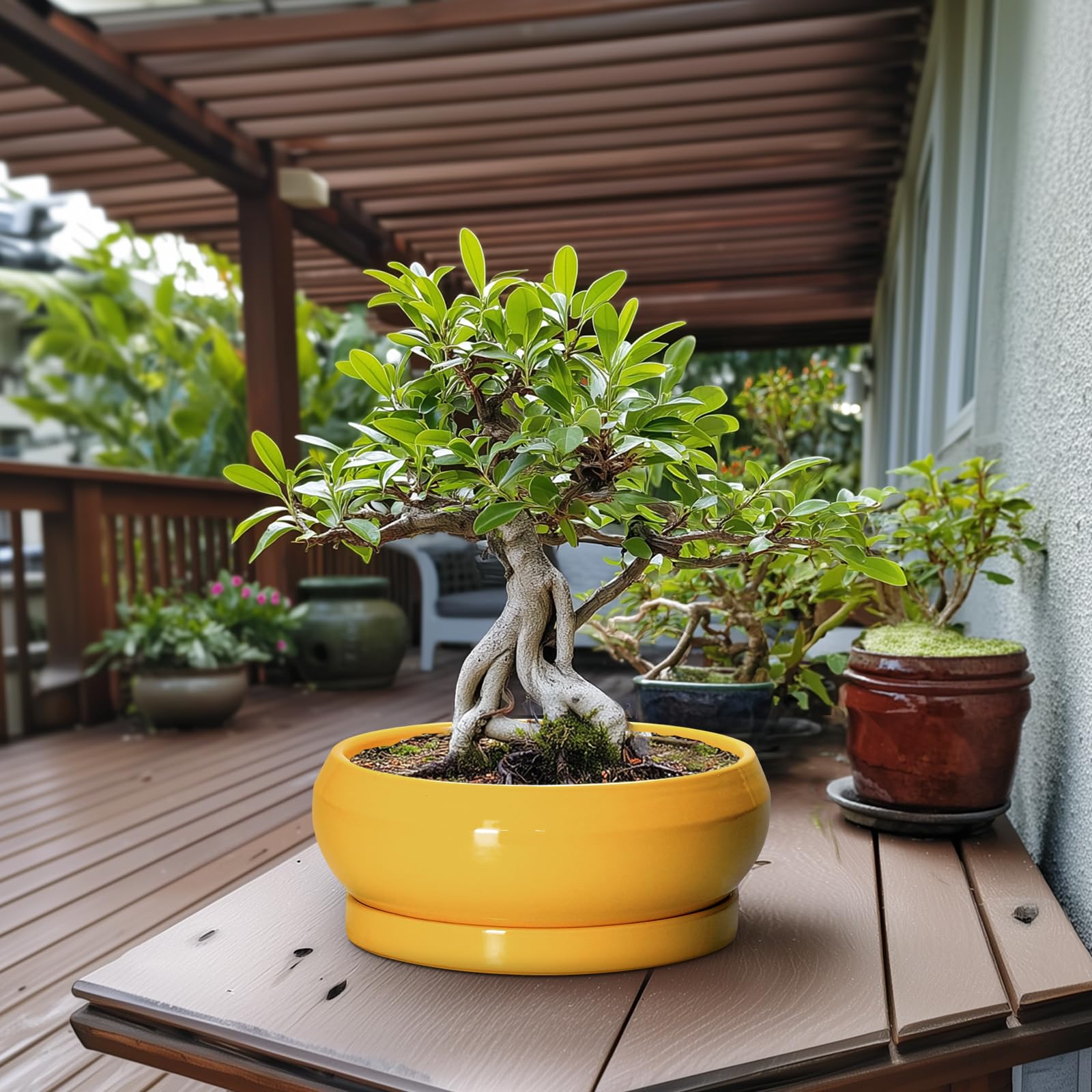 Bonsai-Töpfe aus Keramik, 33 cm, große Sukkulententententöpfe mit Ablaufloch und Untersetzer, Bonsai-Pflanzgefäß für drinnen und draußen, runde Flache Schale, Pflanzgefäß
