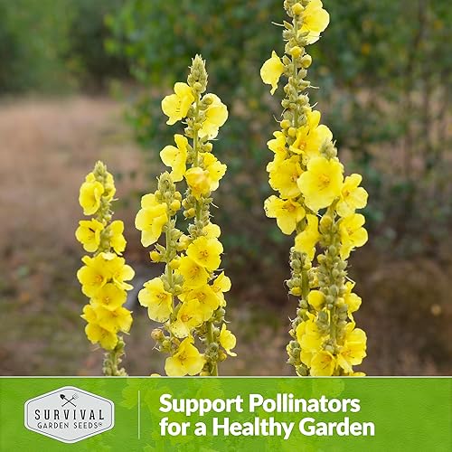 Miniatura 8 de Semilla de gordolobo para plantar, 1 paquete con instrucciones para plantar y cultivar hierba medicinal común gordolobo en tu huerto casero -