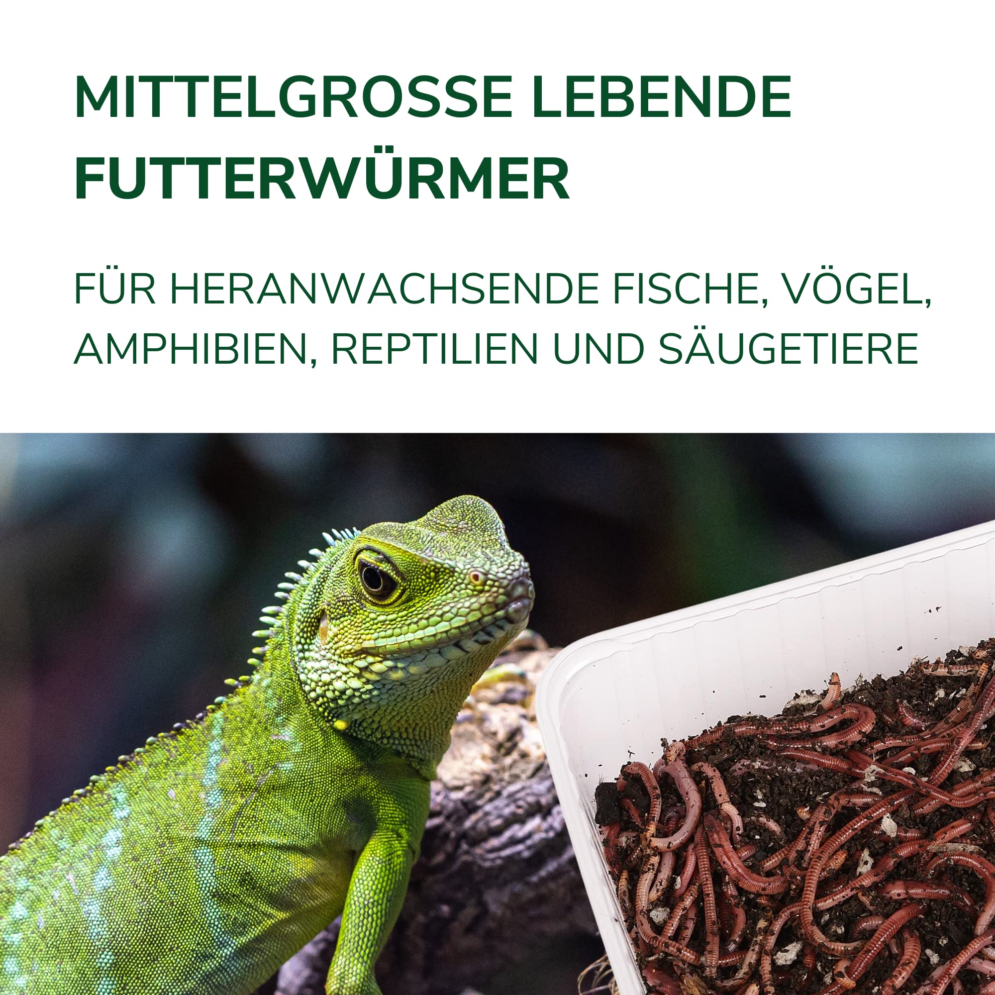 Natursache I Futterwürmer - Mittelgroß - Premium Würmer für Aufzucht & Pflege von Tieren I natürlich und nahhaft I 800 Stück im Eimer