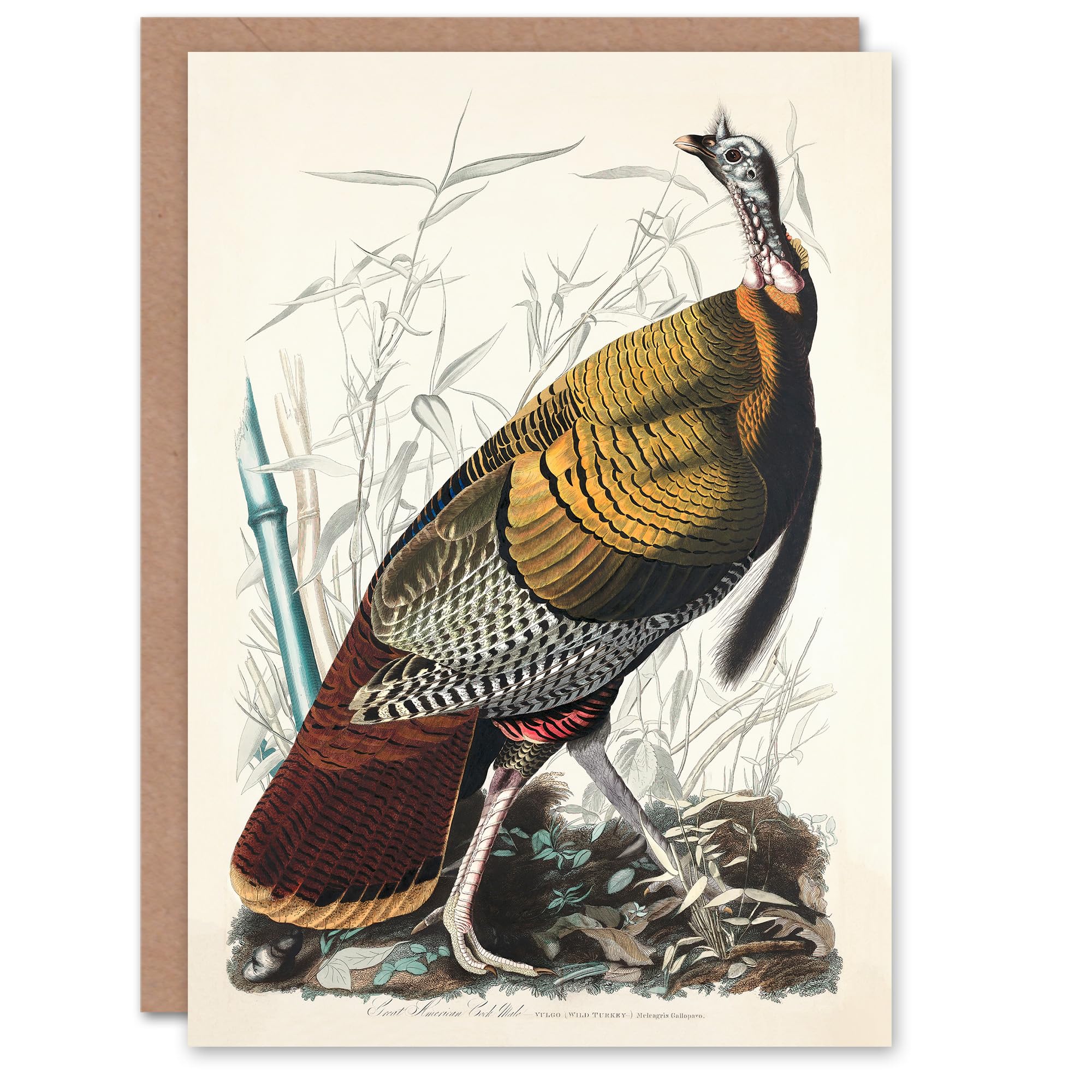 Artery8 John James Audubon Art Card Birds of America Wild Turkey
