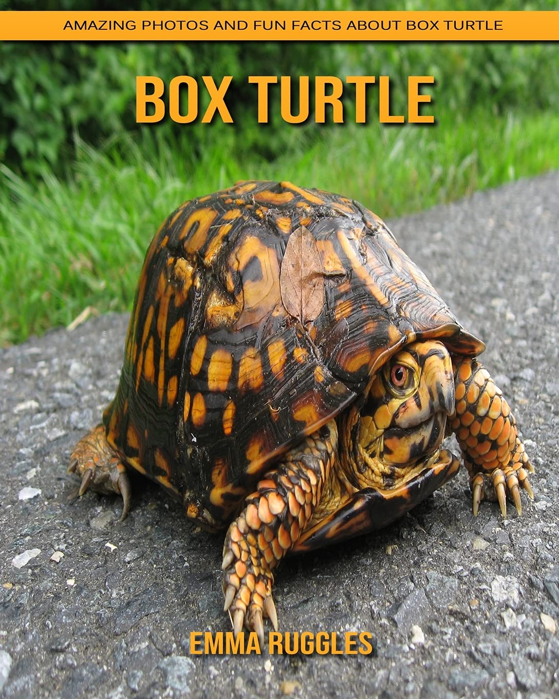 Buy Box Turtle Amazing Photos and Fun Facts about Box Turtle Online at