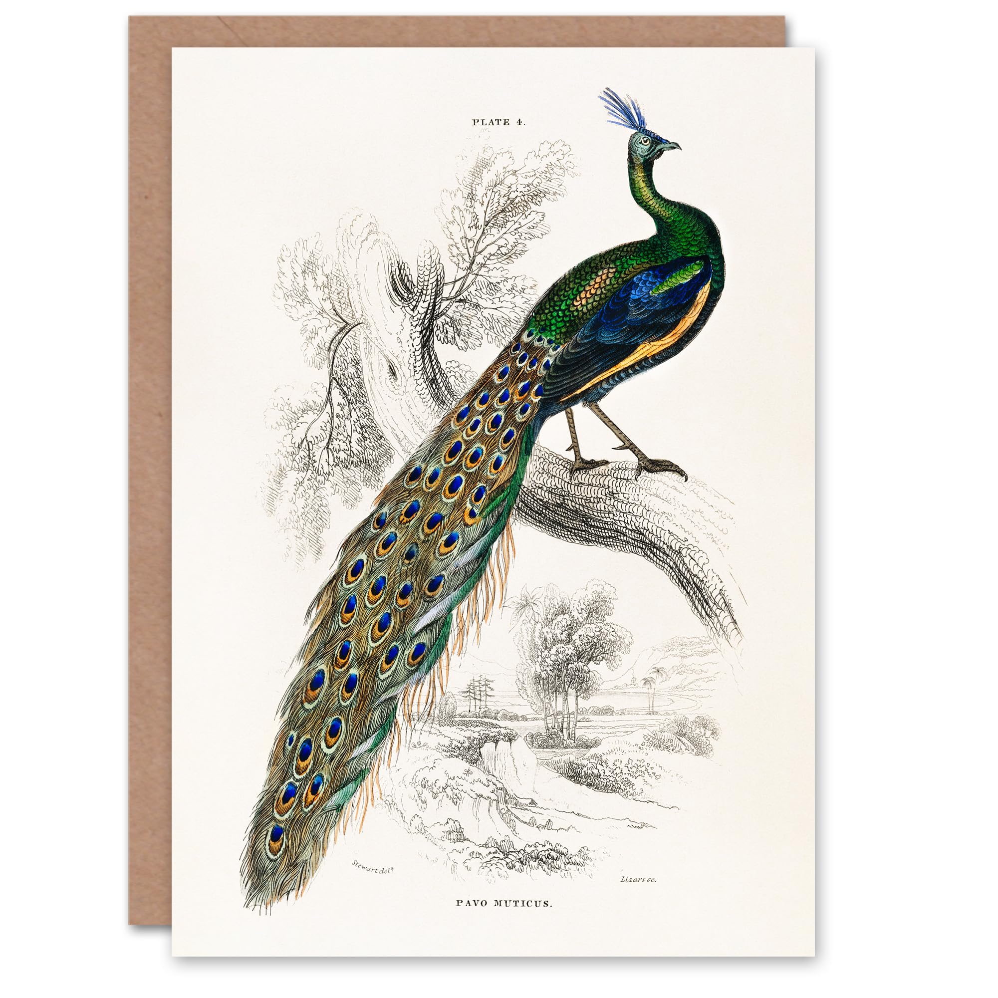 Artery8 Sir William Jardine Art Card Male Peafowl Peacock