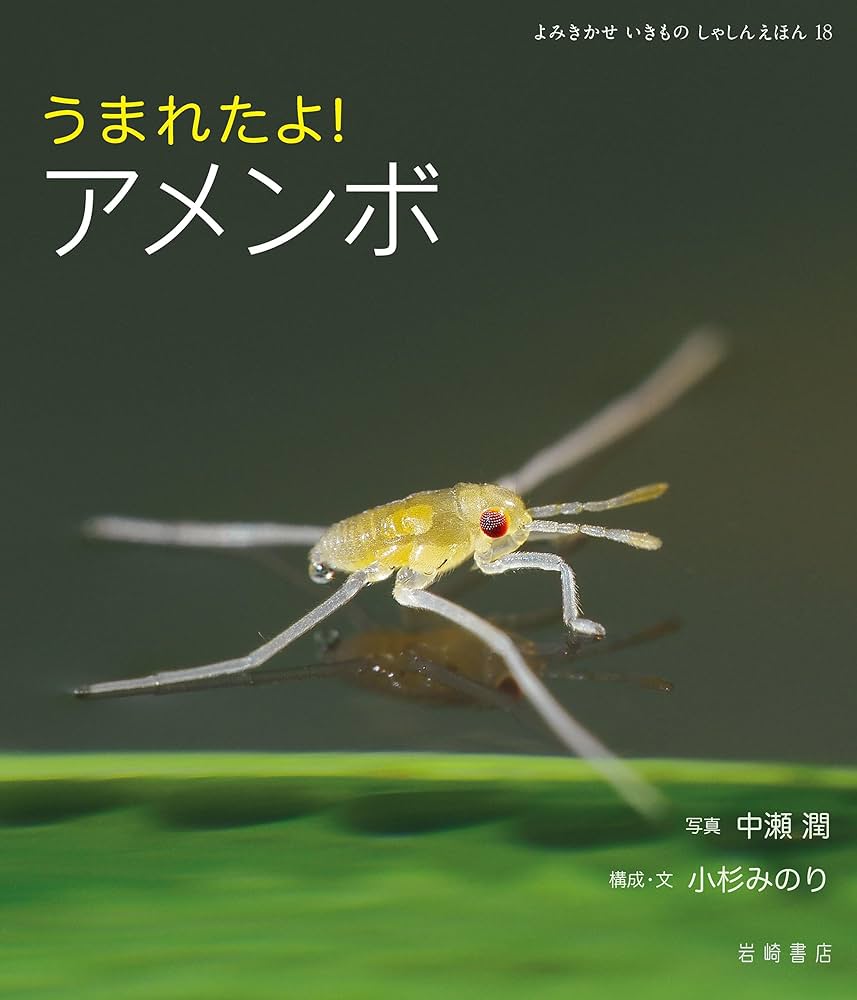 Amazon.co.jp: うまれたよ！ アメンボ よみきかせ いきもの