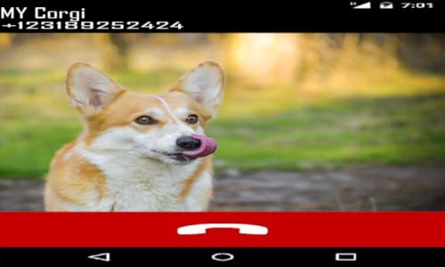 Corgi Fake Call Prank ( Funny Pet Calling Prank ) - Gag fake Prank Call from Welsh Corgi Dogs - Fake