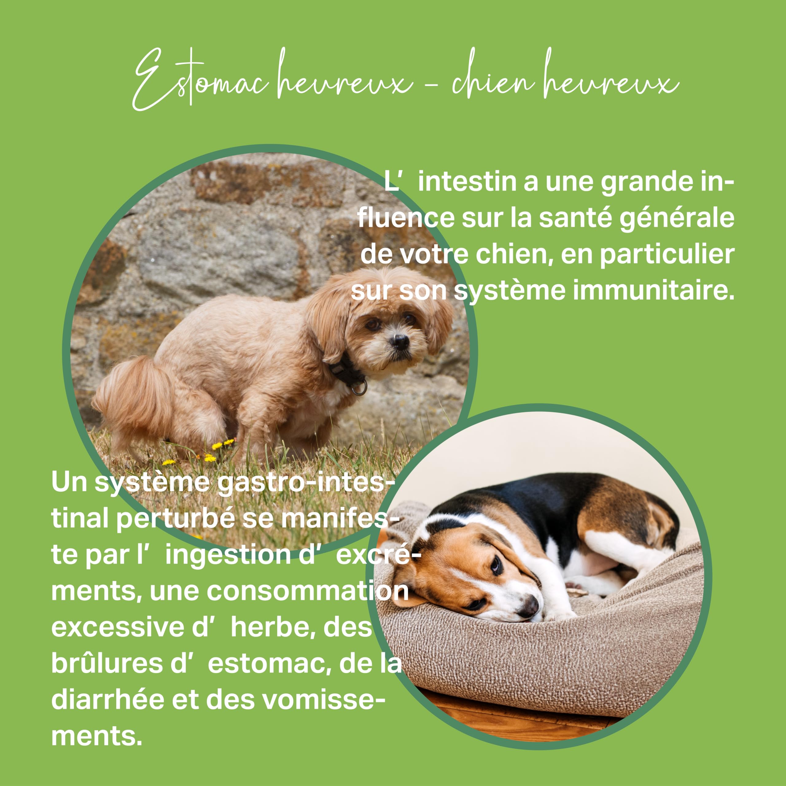 MEDIDOG Pâte d'écorce d'orme de qualité supérieure pour chien - 500 g - Prête à manger - Avec Slippery Elm Bark - Favorise une digestion saine et une consistance normale des matières fécales