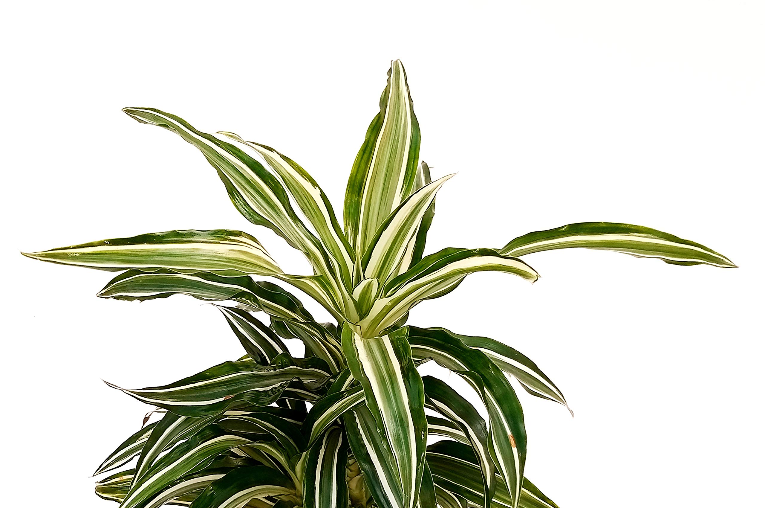POWERS TO FLOWERS - DRACENA WHITE STRIPE COMPACTA IN VASO CERAMICA BIANCO, pianta vera