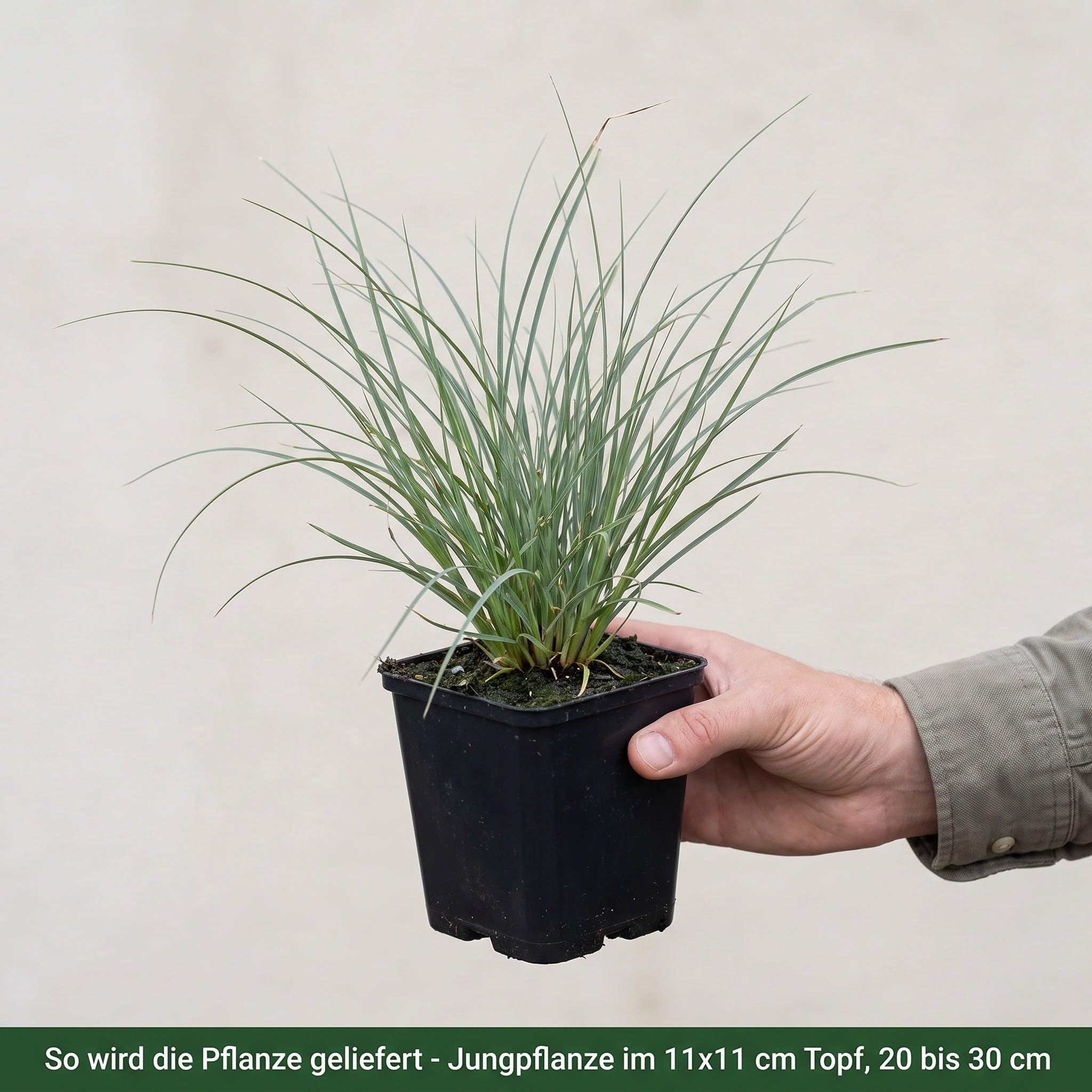 Stauden Gänge 5 x Kleines Pampasgras 'Pumila', Cortaderia selloana