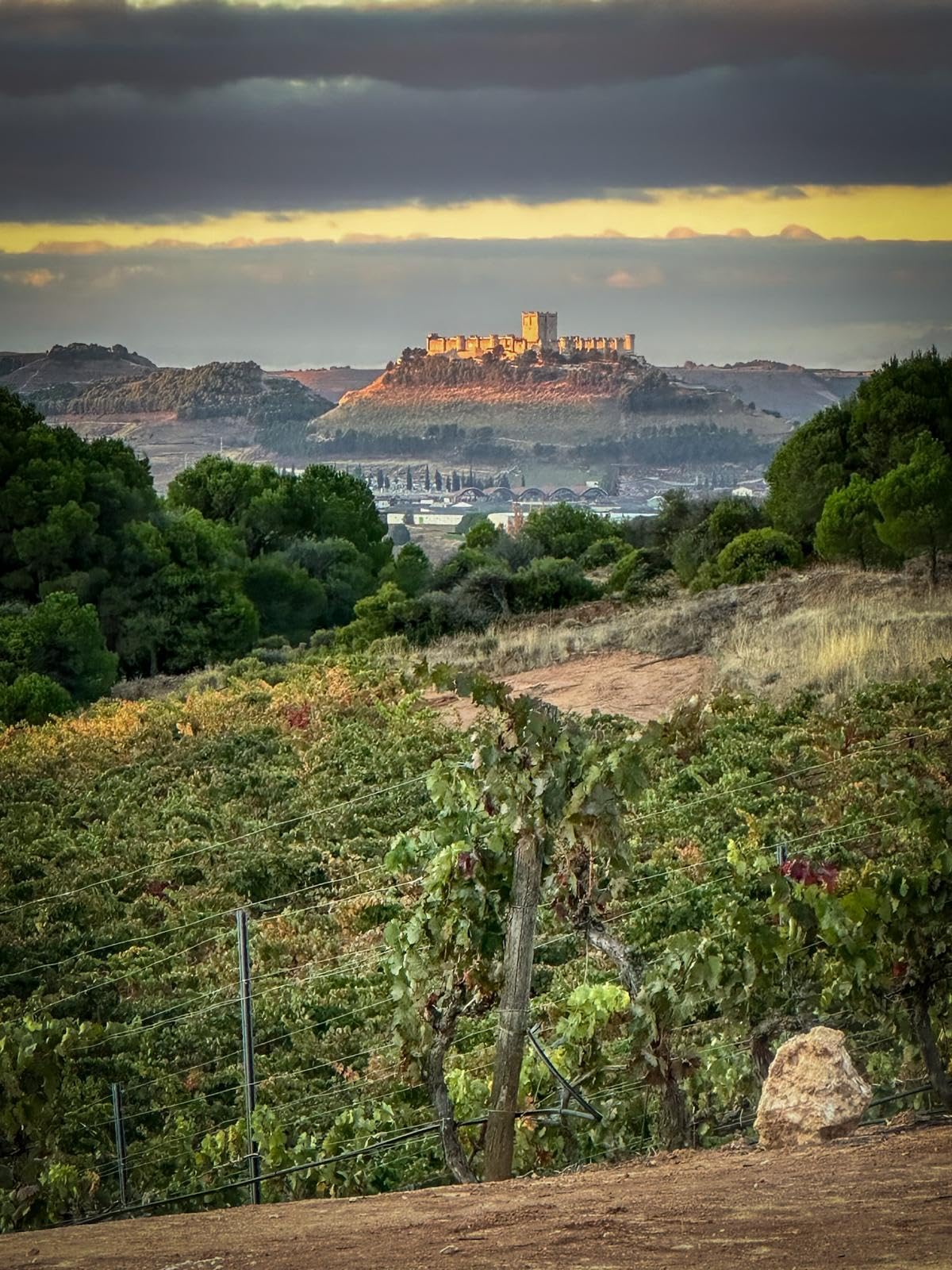 Vino Reserva Ribera del Duero - Pack 2 Familia Comenge + Incluye sacacorchos premium –100% Vino Tempranillo 2020 – Caja Regalo (93 Puntos Peñín) de Bodegas Comenge