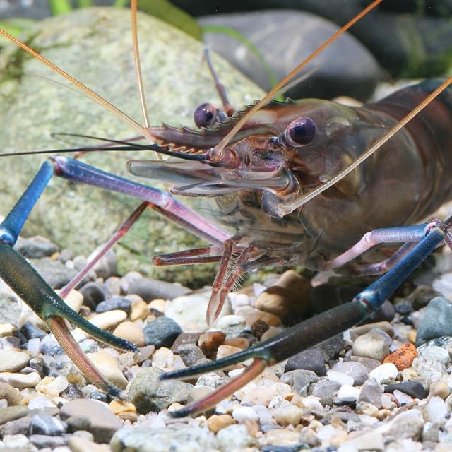 Foto 6 de 8 de JBL PRONOVO Crabs Wafer, Alimento básico para Langostas, cangrejos y camarones Gigantes de 1-20 cm