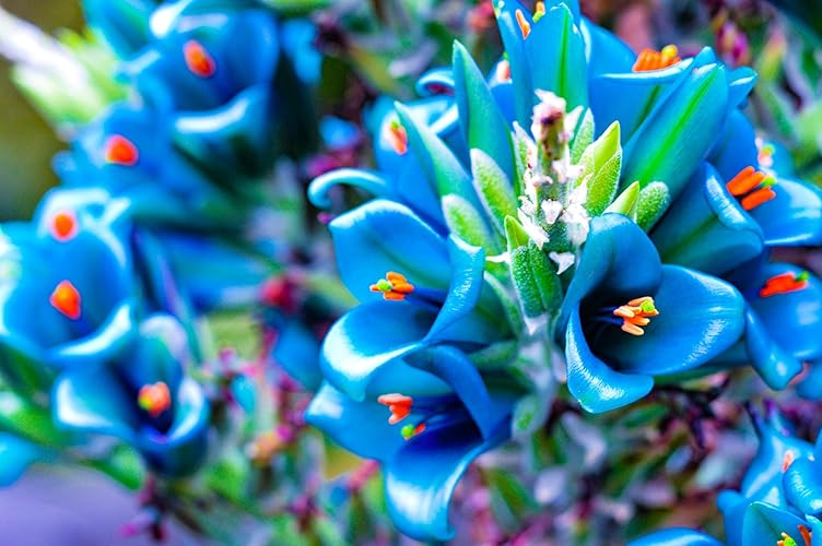 20 Sapphire Tower Seeds for Planting - Rare Flowering Cactus - PUYA Seeds