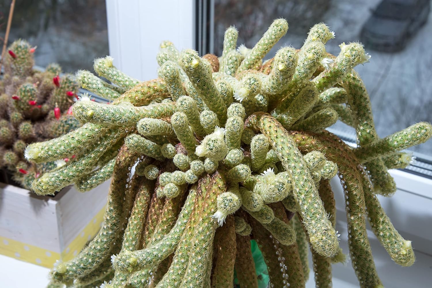 Lady Finger Cactus Seeds 30 Seeds Mammillaria elongata