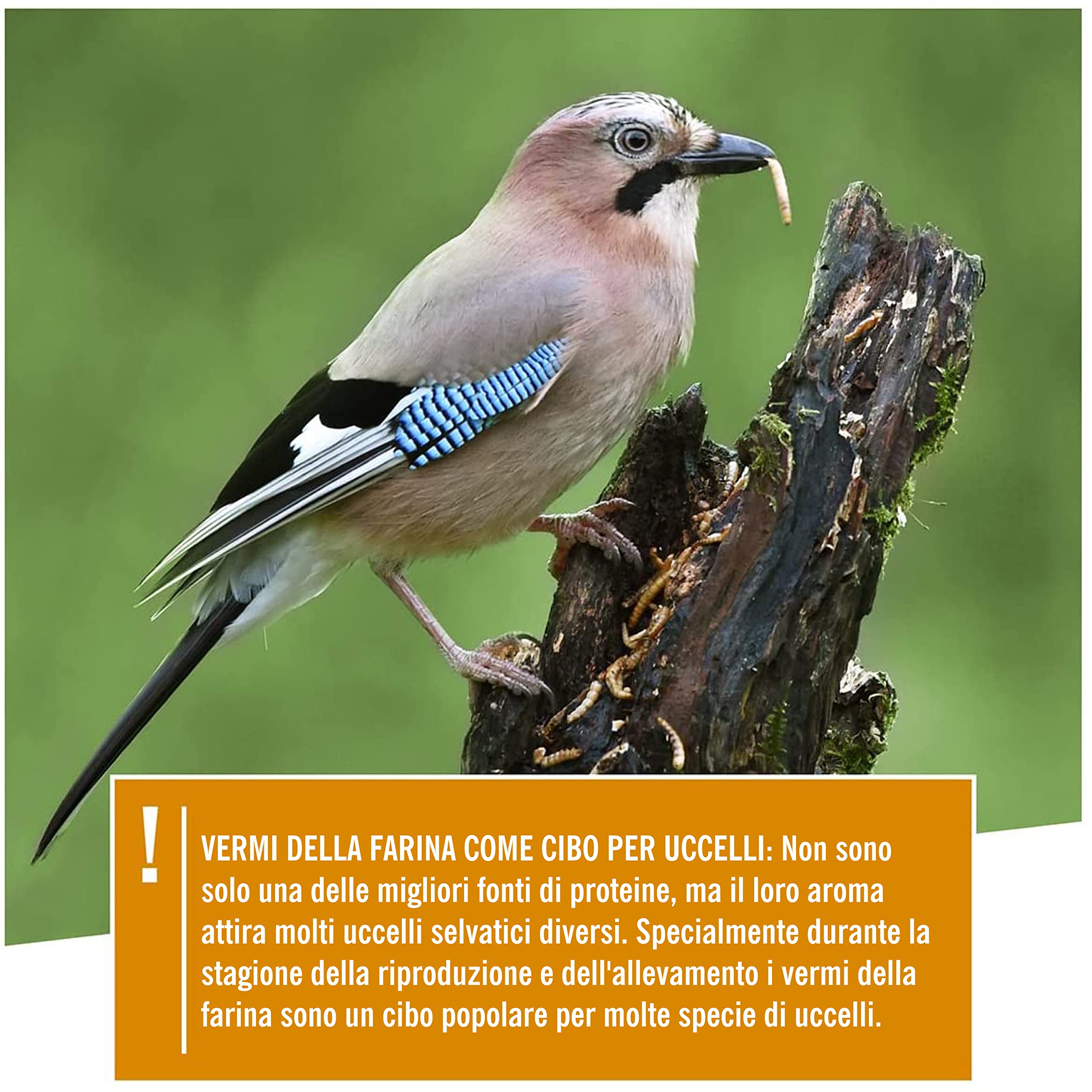 Cuore Di Animali Selvatici Noble Vermi Della Farina Essiccati 5 Litri per Uccelli e Ricci - 800 g Becchime