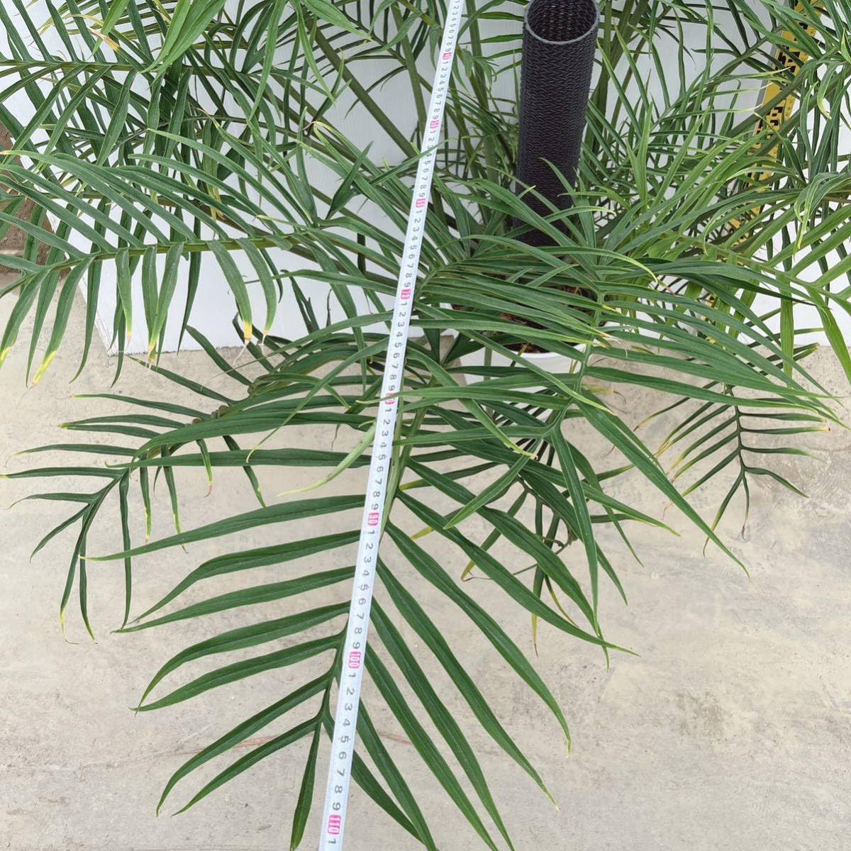 Amazon.co.jp: フィロデンドロン トータム 10号 大型大株 品種レア