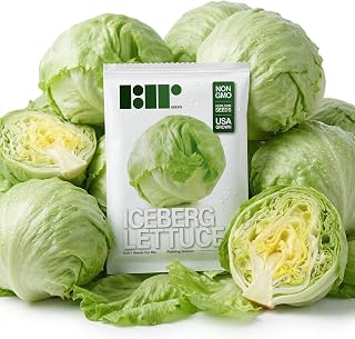 500 Iceberg Lettuce Seeds for planting - Heirloom Non-GMO USA Grown Premium Vegetable Seeds for Planting Home Garden - Crisphead Heading Lettuce Lactuca Sativa by RDR Seeds