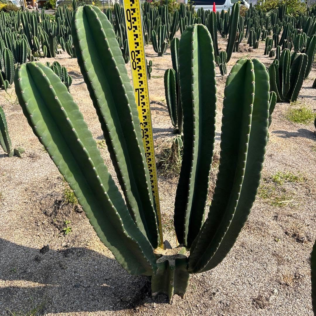 まとめ買いok 柱サボテン 鬼面角　6頭発根　サボテンブランチ　ロストラータ 買いok 柱サボテン 鬼面角 6頭発根 サボテンブランチ ロストラータ