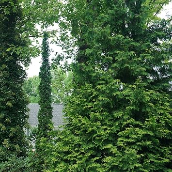 Proven Winners 2 Gal. Sting Arborvitae Shrub