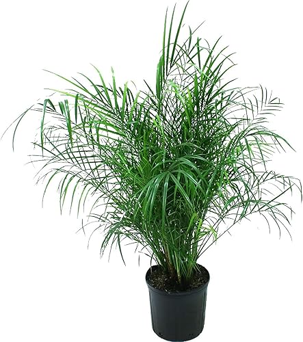 Phoenix roebelenii, palmera datilera pigmea, palma Roebelenii - Grande - Maceta de 8 a 10 pulgadas (3 galones), planta viva