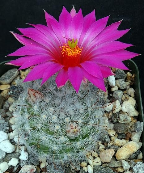 Amazon Co Jp Mammillaria Guelzowianaファミリー サボテン 科 おそらくすべてmammillariasの私のお気に入り これは ふんわり白い髪 黒いフック棘と大マゼンタの花を持っています ここでは 米国に位置している請求書を要求する方法です Diy 工具 ガーデン