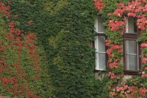 Miniatura 2 de 100 semillas de hiedra de Boston, Parthenocissus Tricuspidata, enredadoratrepador de rápido crecimiento