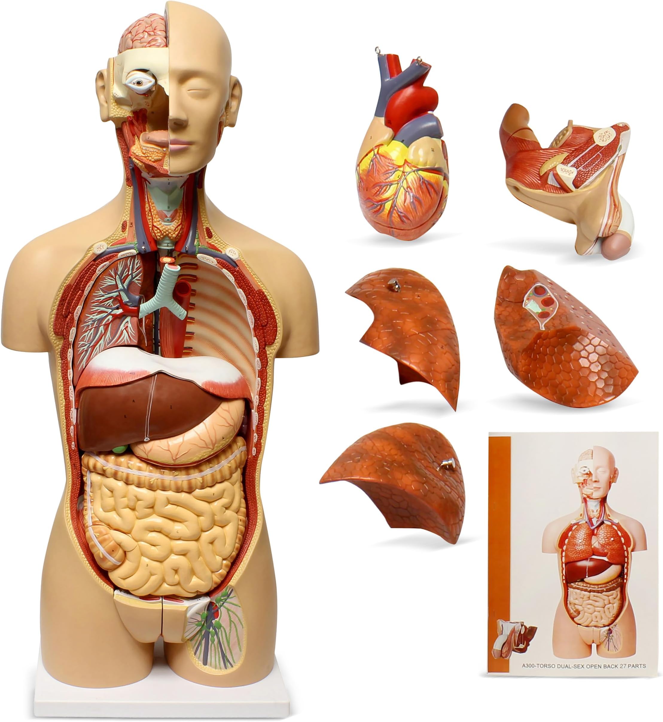 MonMed Human Torso Model – Life Size Human Body Model Anatomy Doll with Removable Organs 3D Human Organ Model