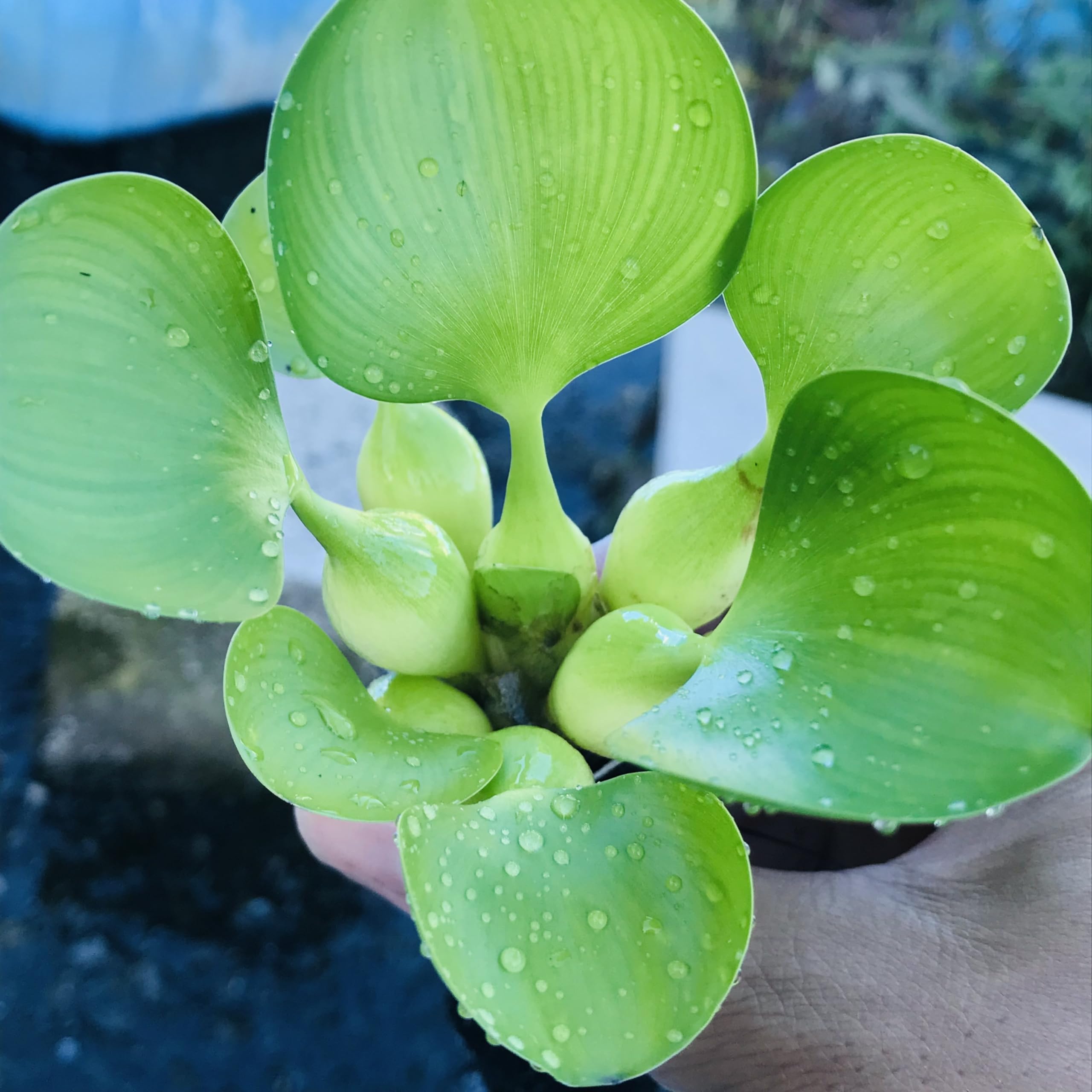 hotei（布袋）メダカ？
