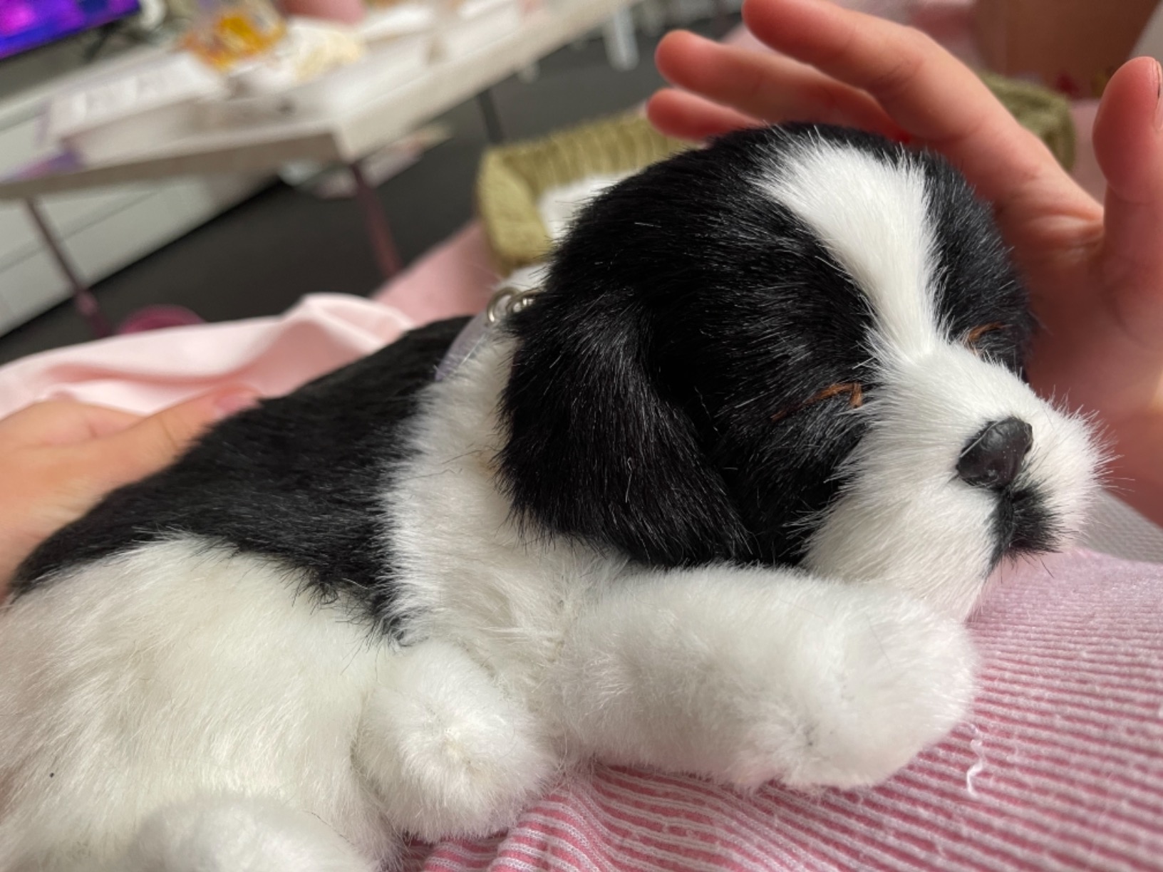 Original Border Collie Perfect Petzzz