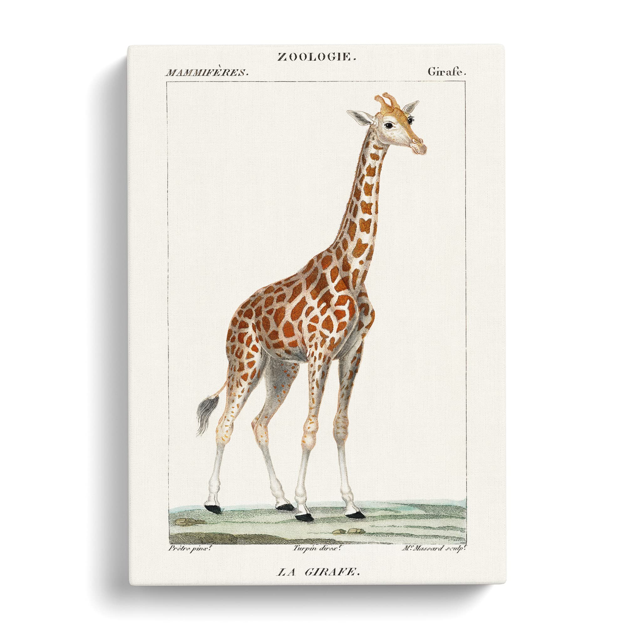 Giraffe By P.J.F. Turpin Canvas Print, Mixed, 25L x 50W cm - Image 3