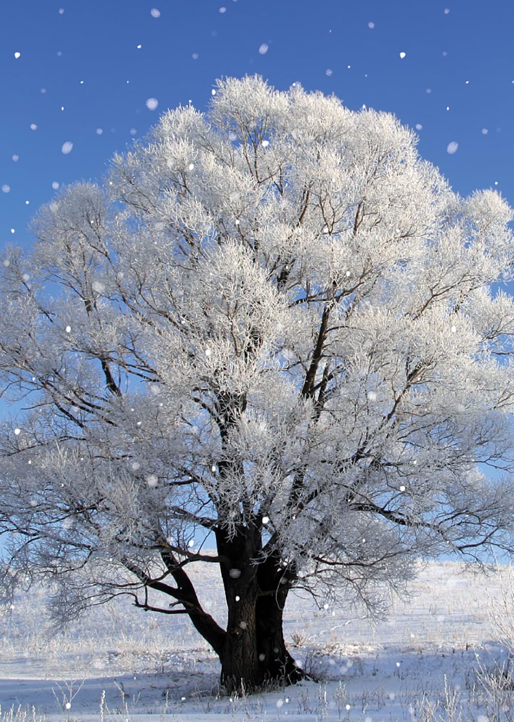 Winter Wonderland Photographic Scenic Premium Box of 24 Assorted Christmas Cards, 3 Each of 8 Designs - Image 4